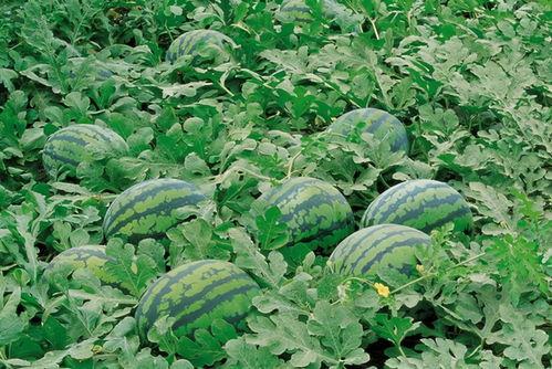 笑春风绍兴吃瓜现场,热闹非凡的民俗盛宴