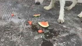 狗狗吃瓜了,瓜果盛宴中的欢乐瞬间