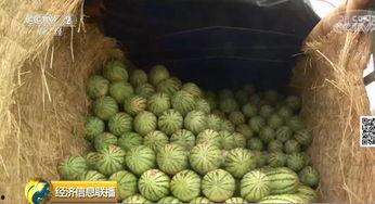 吃瓜群众大橙,揭秘吃瓜群众的趣味生活