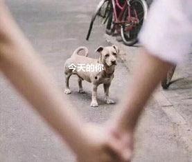 吃瓜就是舔狗,从舔狗到独立思考的蜕变